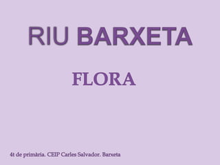 Riu barxeta. flora