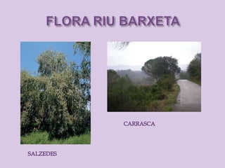 Riu barxeta. flora