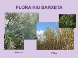 Riu barxeta. flora