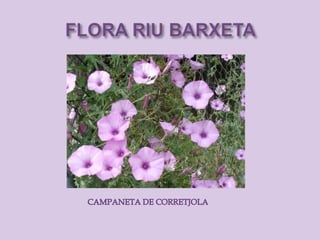 Riu barxeta. flora