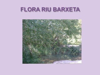 Riu barxeta. flora