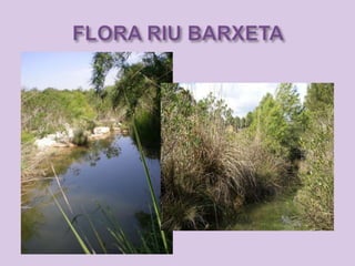 Riu barxeta. flora