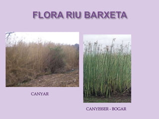 Riu barxeta. flora