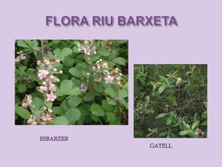 Riu barxeta. flora