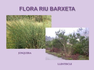 Riu barxeta. flora
