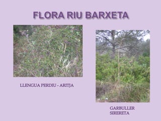 Riu barxeta. flora