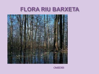Riu barxeta. flora