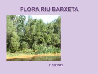 Riu barxeta. flora