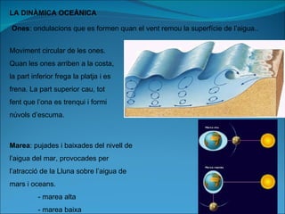 LA DINÀMICA OCEÀNICA Ones : ondulacions que es formen quan el vent remou la superfície de l’aigua.. Marea : pujades i baixades del nivell de l’aigua del mar, provocades per l’atracció de la Lluna sobre l’aigua de mars i oceans. - marea alta - marea baixa Moviment circular de les ones. Quan les ones arriben a la costa, la part inferior frega la platja i es frena. La part superior cau, tot  fent que l’ona es trenqui i formi núvols d’escuma. 