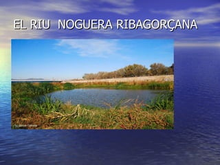 EL RIU NOGUERA RIBAGORÇANA
 