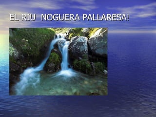 EL RIU NOGUERA PALLARESA!
 