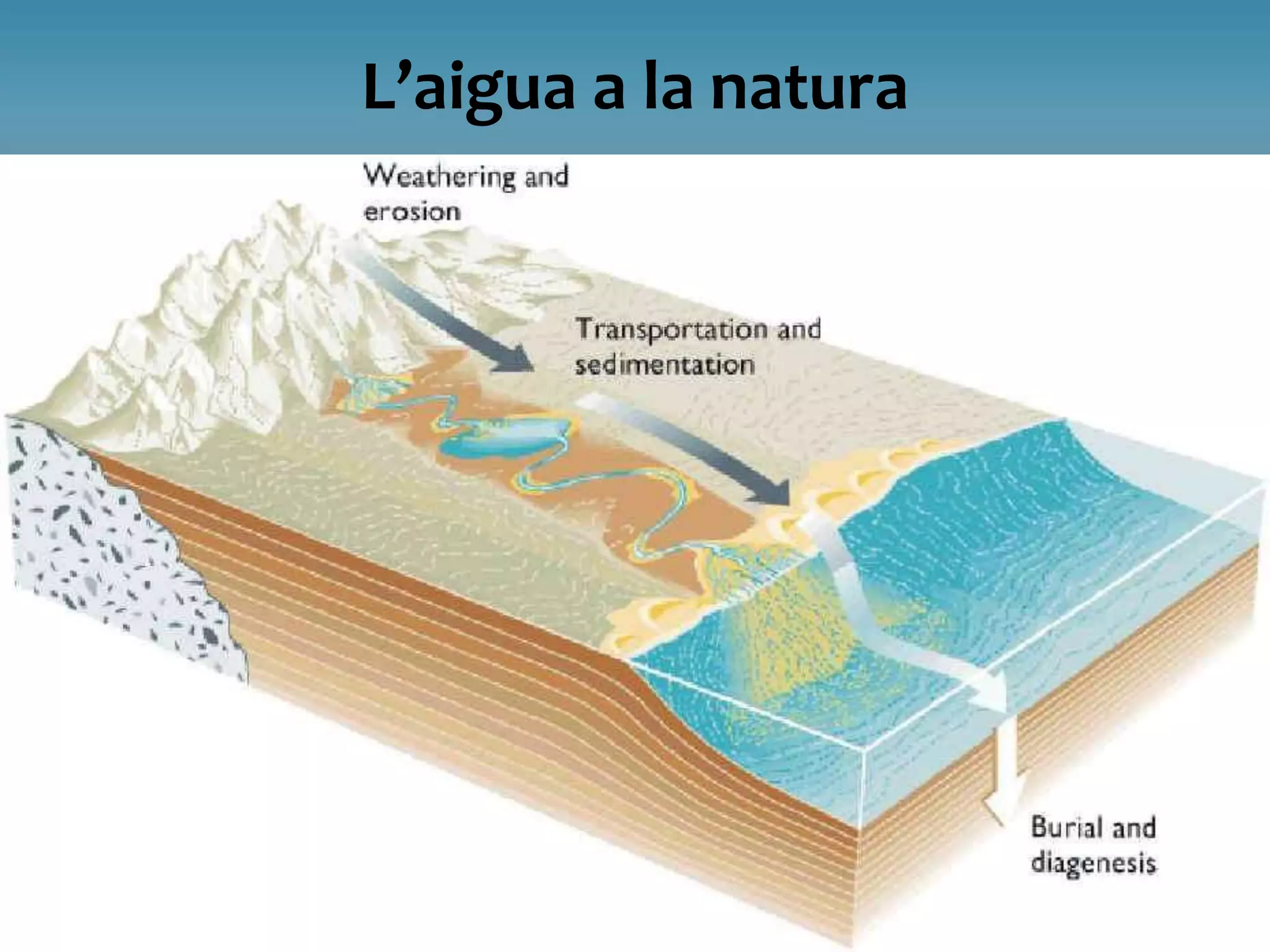 El treball dels rius
L’aigua a la natura
El riu, al llarg del seu curs, des que neix fins que desemboca, fa
diversos treballs, especialitzats segons les parts del riu, el
cursos alt, mitjà i baix:
• Al curs alt, el riu fa un treball d’erosió intensa gràcies a la força
que tenen les aigües a causa dels pendents del relleu.
• Al curs mitjà el riu fa un treball d’erosió menor perquè el pendent
és bastant més suau. Aleshores el riu abandona els materials més
grans i fa un treball de transport dels materials menors que pot
arrossegar.
• Al curs baix el pendent cada vegada és més feble, l’aigua perd
velocitat i força. El riu fa un treball de sedimentació quan diposita
els materials que arrossega. Rebleix les valls, forma deltes i fa
emergir les platges poc profundes.
 
