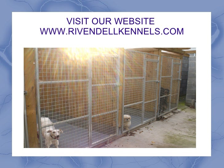 cheapest dog vet near me