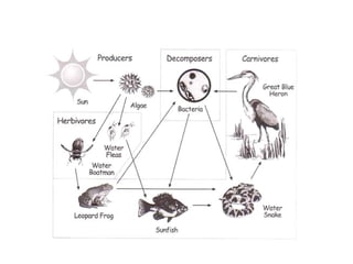 The Circle of River Life Source: Everyone Lives in a Watershed 