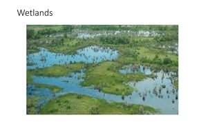 Wetlands
 