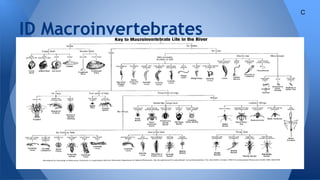 ID Macroinvertebrates
C
 