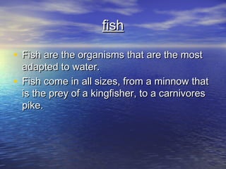 fish

• Fish are the organisms that are the most
  adapted to water.
• Fish come in all sizes, from a minnow that
  is the prey of a kingfisher, to a carnivores
  pike.
 