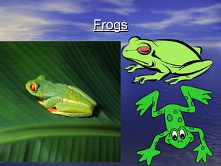 Frogs
 