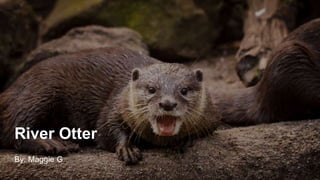 River Otter
By: Maggie G
 