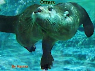 Otters
By Hanna
 
