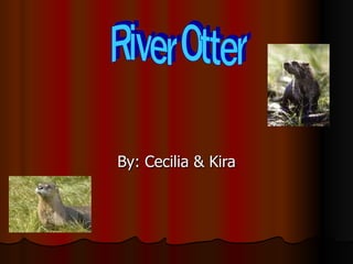By: Cecilia & Kira River Otter 