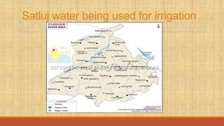 Satluj water being used for irrigation
 