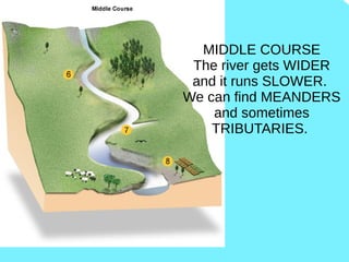 MIDDLE COURSE
The river gets WIDER
and it runs SLOWER.
We can find MEANDERS
and sometimes
TRIBUTARIES.
