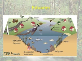 Estuaries
 