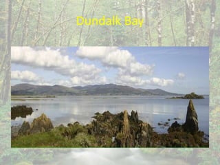 Dundalk Bay
 
