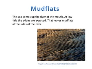 The sea comes up the river at the mouth. At low
tide the edges are exposed. That leaves mudflats
at the sides of the river.
http://www.flickr.com/photos/22079885@N02/2618215550/
 