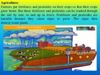Agriculture:
Farmers put fertilizers and pesticides on their crops so that their crops
grow better. But these fertilizers and pesticides can be washed through
the soil by rain, to end up in rivers. Fertilizers and pesticides are
harmful because they cause algae to grow. The algae then
destroy water plants
 
