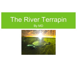 The River Terrapin
By MD
 