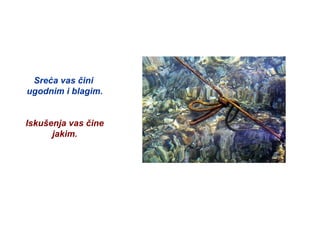 Sreća vas čini  ugodnim i blagim. Iskušenja vas čine  jakim. 