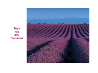 Tuga  vas  čini  humanim. 