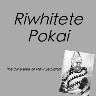 Riwhitete
Pokai
The pine tree of New Zealand

 