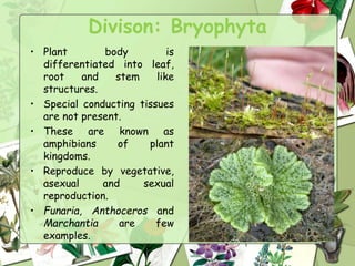 Divison: Bryophyta
• Plant body is
differentiated into leaf,
root and stem like
structures.
• Special conducting tissues
are not present.
• These are known as
amphibians of plant
kingdoms.
• Reproduce by vegetative,
asexual and sexual
reproduction.
• Funaria, Anthoceros and
Marchantia are few
examples.
 