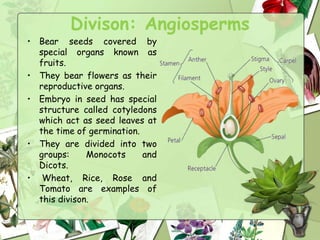 Divison: Angiosperms
• Bear seeds covered by
special organs known as
fruits.
• They bear flowers as their
reproductive organs.
• Embryo in seed has special
structure called cotyledons
which act as seed leaves at
the time of germination.
• They are divided into two
groups: Monocots and
Dicots.
• Wheat, Rice, Rose and
Tomato are examples of
this divison.
 