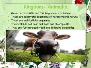 Kingdom: Animalia
• Main characteristics of this kingdom are as follows:
• These are eukaryotic organisms of heterotrophic nature.
• These are multicellular organisms.
• Their cells do not bear cell walls and chloroplasts.
• They are further subdivided into following categories:
 