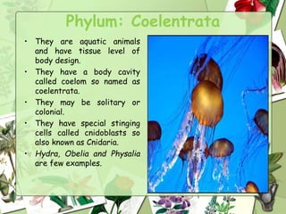 Phylum: Coelentrata
• They are aquatic animals
and have tissue level of
body design.
• They have a body cavity
called coelom so named as
coelentrata.
• They may be solitary or
colonial.
• They have special stinging
cells called cnidoblasts so
also known as Cnidaria.
• Hydra, Obelia and Physalia
are few examples.
 