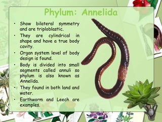 Phylum: Annelida
• Show bilateral symmetry
and are triploblastic.
• They are cylindrical in
shape and have a true body
cavity.
• Organ system level of body
design is found.
• Body is divided into small
segments called annuli so
phylum is also known as
Annelida.
• They found in both land and
water.
• Earthworm and Leech are
examples.
 