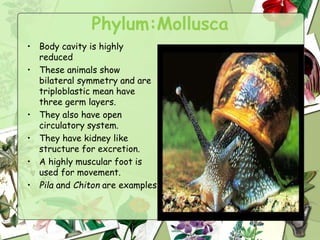Phylum:Mollusca
• Body cavity is highly
reduced
• These animals show
bilateral symmetry and are
triploblastic mean have
three germ layers.
• They also have open
circulatory system.
• They have kidney like
structure for excretion.
• A highly muscular foot is
used for movement.
• Pila and Chiton are examples
 