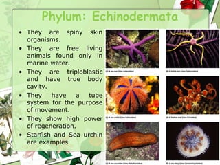 Phylum: Echinodermata
• They are spiny skin
organisms.
• They are free living
animals found only in
marine water.
• They are triploblastic
and have true body
cavity.
• They have a tube
system for the purpose
of movement.
• They show high power
of regeneration.
• Starfish and Sea urchin
are examples
 