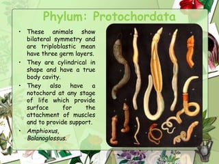 Phylum: Protochordata
• These animals show
bilateral symmetry and
are triploblastic mean
have three germ layers.
• They are cylindrical in
shape and have a true
body cavity.
• They also have a
notochord at any stage
of life which provide
surface for the
attachment of muscles
and to provide support.
• Amphioxus,
Balanoglossus.
 