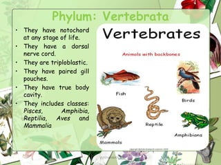 Phylum: Vertebrata
• They have notochord
at any stage of life.
• They have a dorsal
nerve cord.
• They are triploblastic.
• They have paired gill
pouches.
• They have true body
cavity.
• They includes classes:
Pisces, Amphibia,
Reptilia, Aves and
Mammalia
 