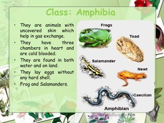 Class: Amphibia
• They are animals with
uncovered skin which
help in gas exchange.
• They have three
chambers in heart and
are cold blooded.
• They are found in both
water and on land.
• They lay eggs without
any hard shell.
• Frog and Salamanders.
 