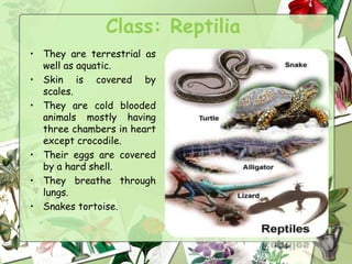 Class: Reptilia
• They are terrestrial as
well as aquatic.
• Skin is covered by
scales.
• They are cold blooded
animals mostly having
three chambers in heart
except crocodile.
• Their eggs are covered
by a hard shell.
• They breathe through
lungs.
• Snakes tortoise.
 
