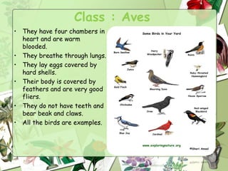 Class : Aves
• They have four chambers in
heart and are warm
blooded.
• They breathe through lungs.
• They lay eggs covered by
hard shells.
• Their body is covered by
feathers and are very good
fliers.
• They do not have teeth and
bear beak and claws.
• All the birds are examples.
 