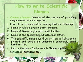 How to write Scientific
Names
• Carlous Linnaeus introduced the system of providing
unique names to each organism.
• Few rules are proposed for naming that are following:
1. Name should be given in Latin language.
2. Name of Genus begins with capital letter.
3. Name of the species begins with small letter.
4. The scientific name should be written in italics when
printed and should be underlined separately when
hand written.
• Such as the name for Humans is “Homo sapiens”,
for Lion is “Panthera leo”.
 