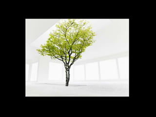 Rize   terminal - ppt