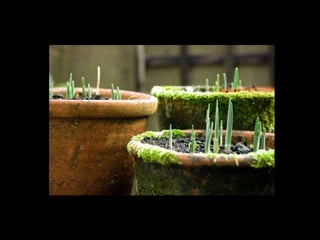 Rize   terminal - ppt